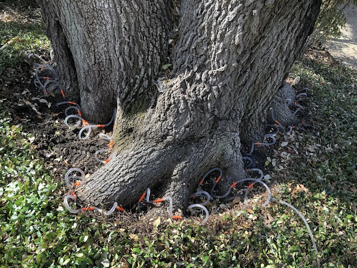 Detailed Shrub and Hedge Trimming job site in Kemp