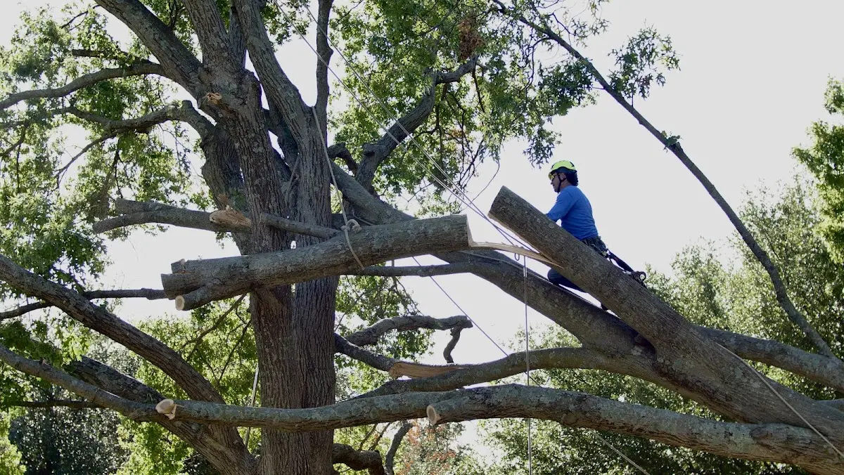 Professional Hazardous Tree Removal performed by certified arborists in Kemp