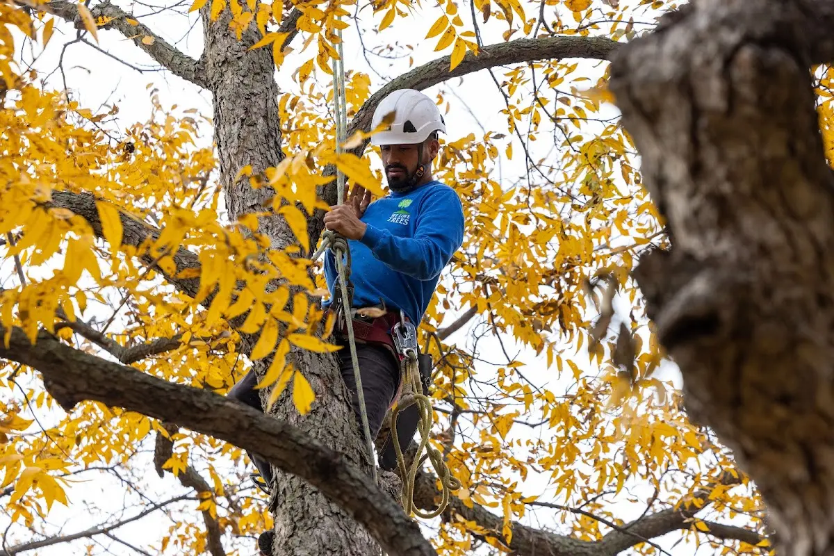 Skilled Tree Transplanting crew working in Kemp